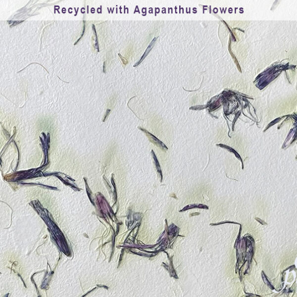 Recycled Paper with Fresh Agapanthus Flowers